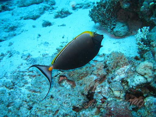 Nason à éperon orange - Naso lituratus.JPG